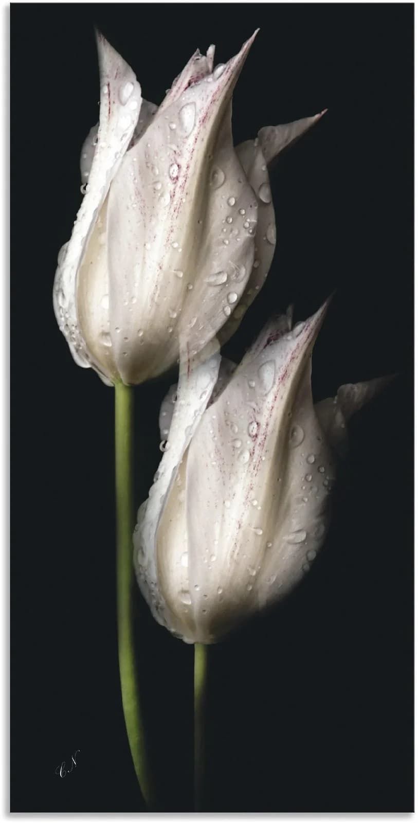 ARTLAND Wandbild Weiße Tulpen in der Nacht Schwarz Alubild Leinwand Poster