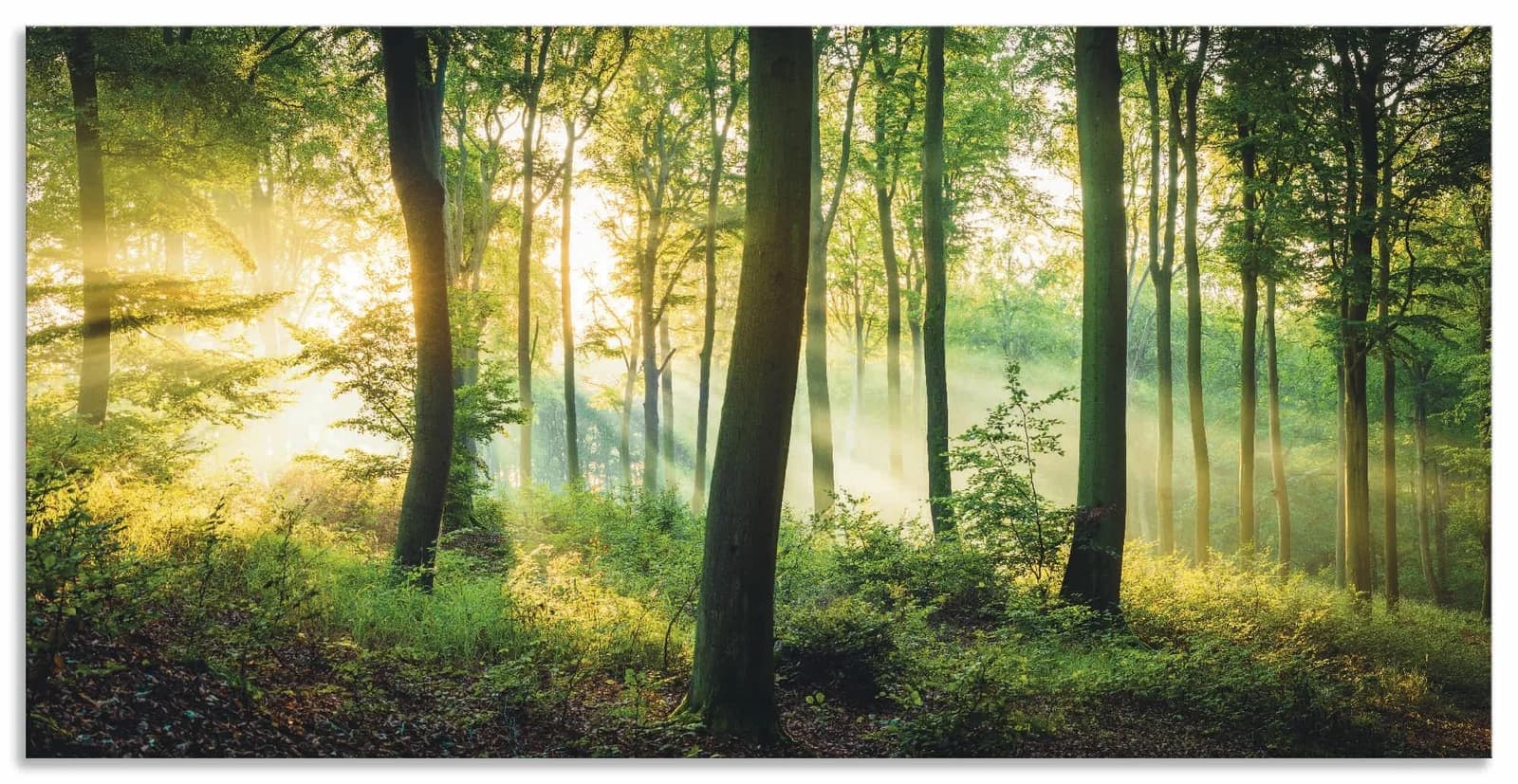ARTLAND Wandbild "Herbst im Wald II" Grün Alu-Dibond Leinwand Poster
