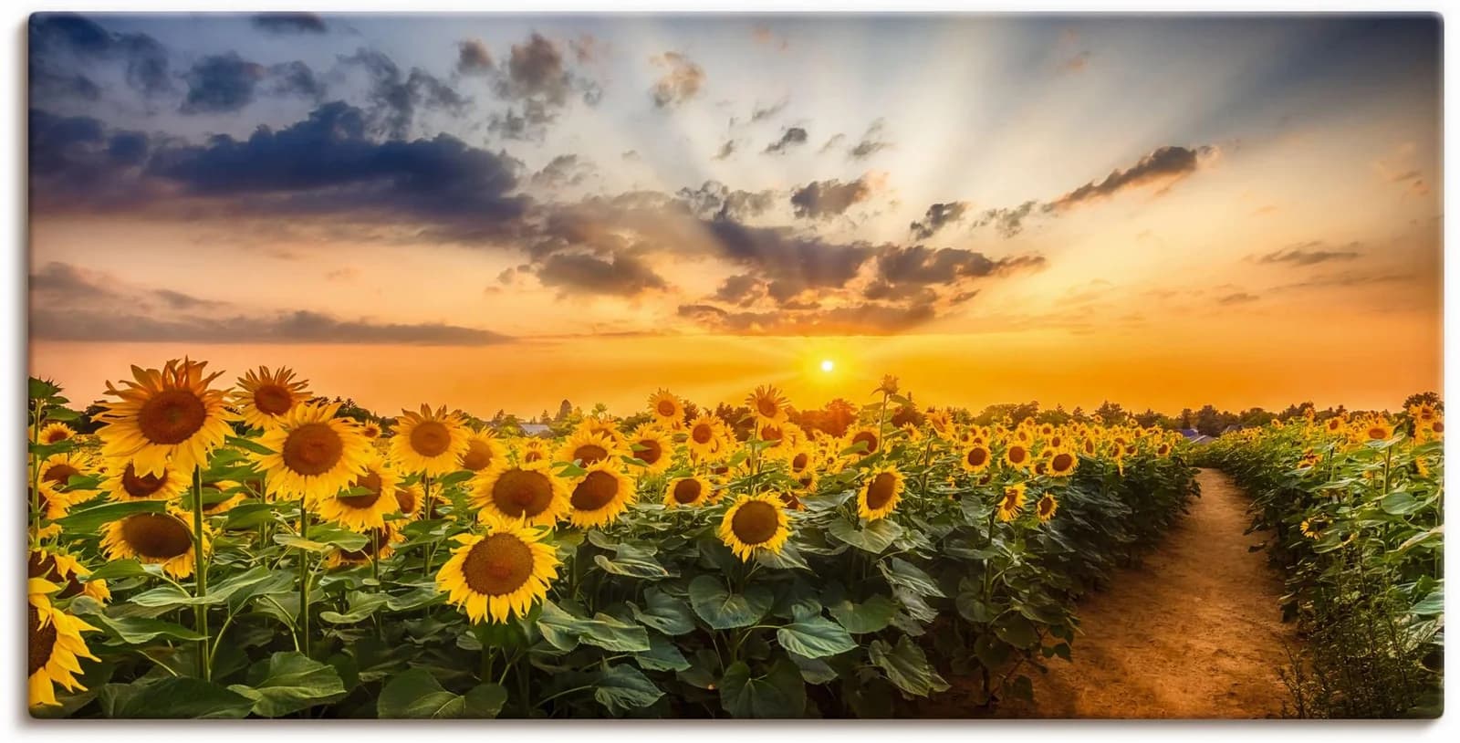 ARTLAND Leinwandbild Sonnenblumenfeld bei Sonnenuntergang Gelb