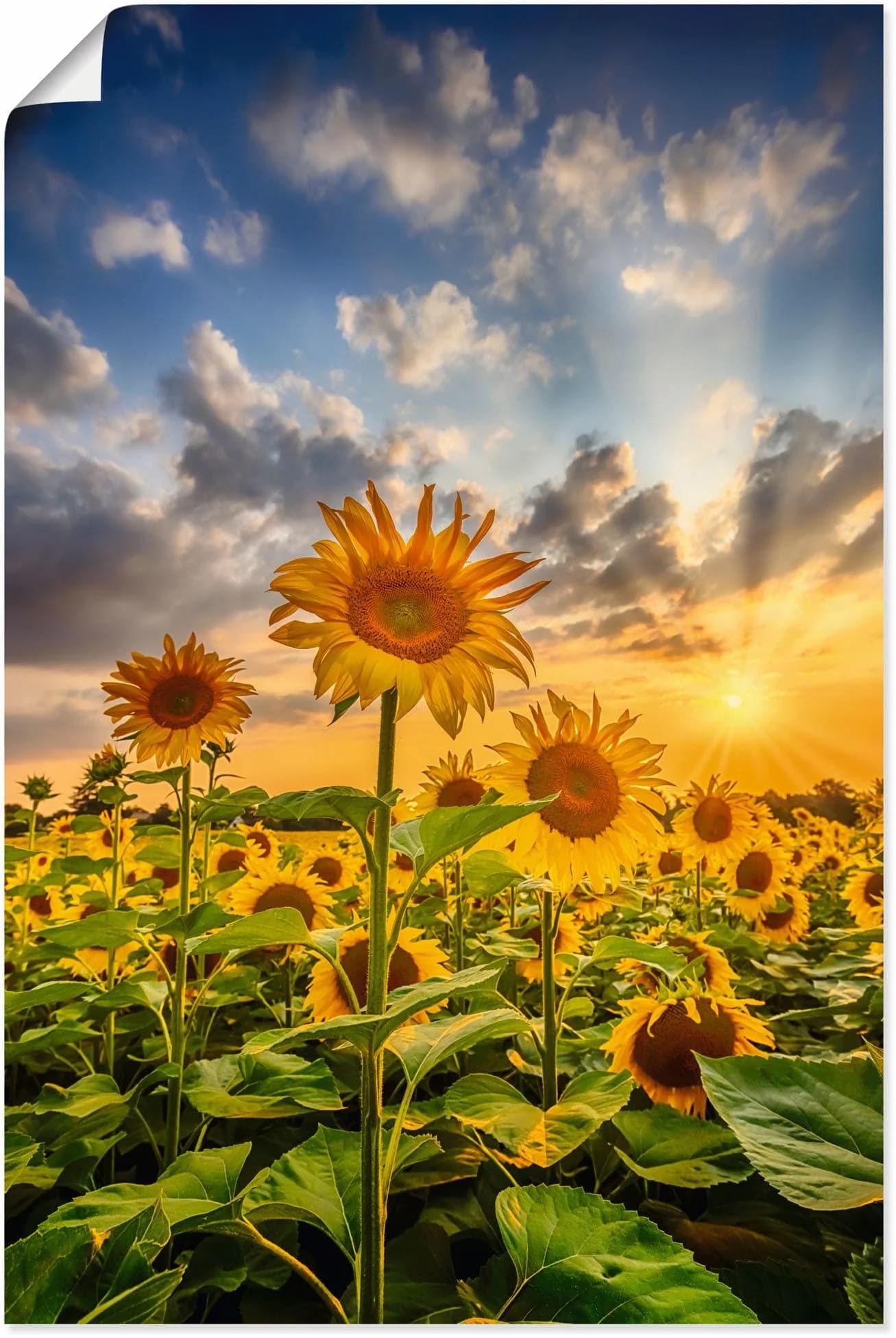 Artland Wandbild Sonnenblumen im Sonnenuntergang Bunt