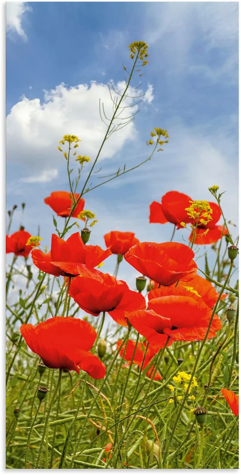 ARTLAND Alu-Dibond-Druck Mohnblumen im Panorama Rot