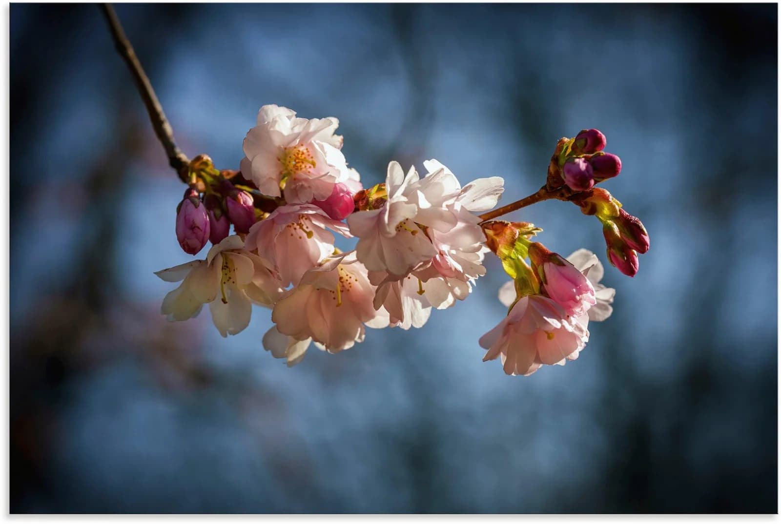 ARTLAND Alu-Dibond-Druck Kirschblüte im Frühling Blau