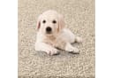 TaraCarpet Langflor-Teppich Sole 100% Polypropylen Creme Bild 5