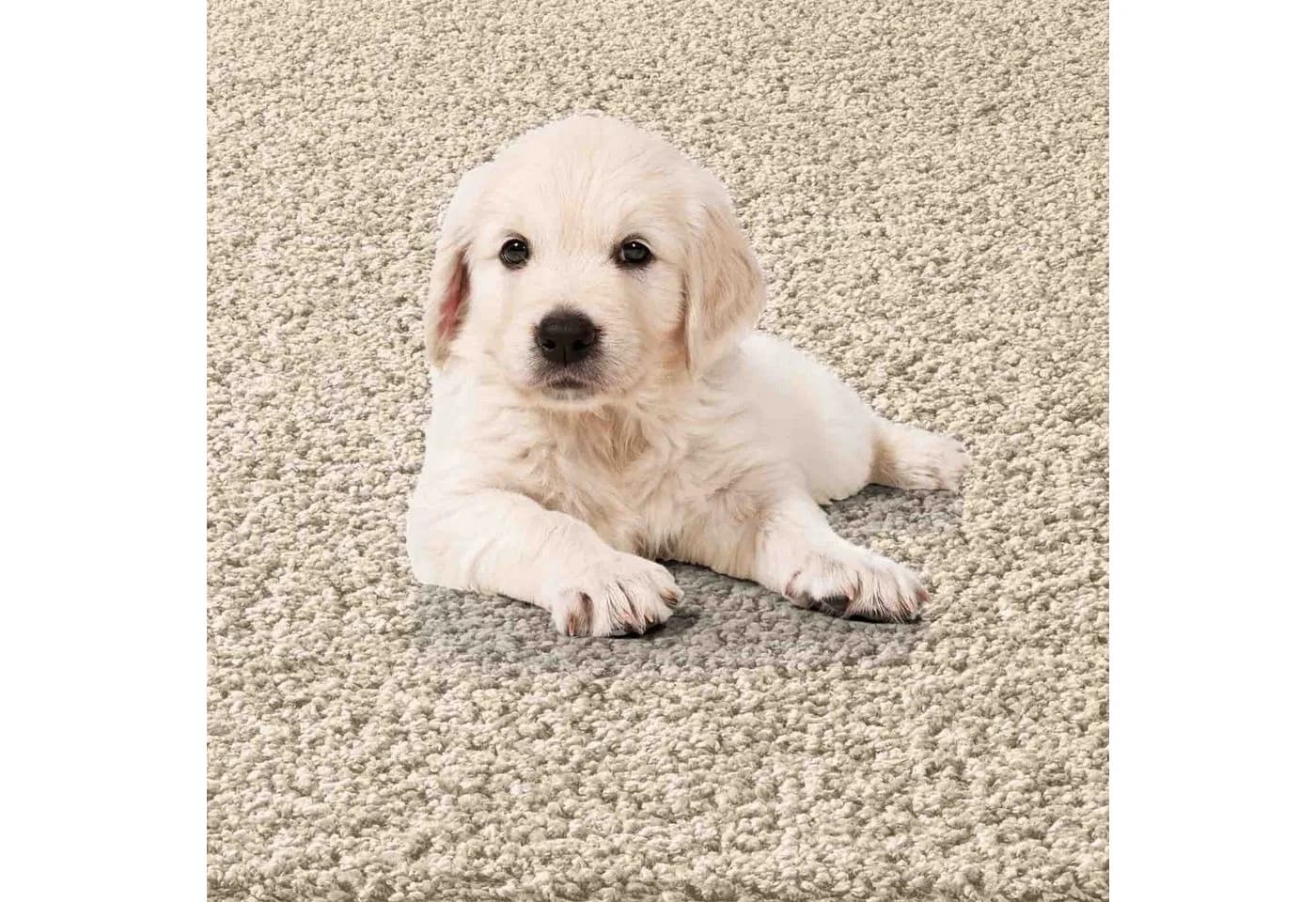 TaraCarpet Langflor-Teppich Sole 100% Polypropylen Creme - Bild 5