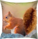 REDBEST Kissenbezug Eichhörnchen Motiv Nicky-Velours Bild 2