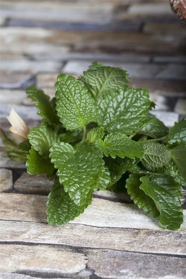 Pflanzen für Dich Zitronenmelisse Melissa officinalis 1 St. - Bild 1