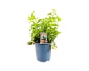 Pflanzen für Dich Zitronenmelisse Melissa officinalis 1 St. Bild 2