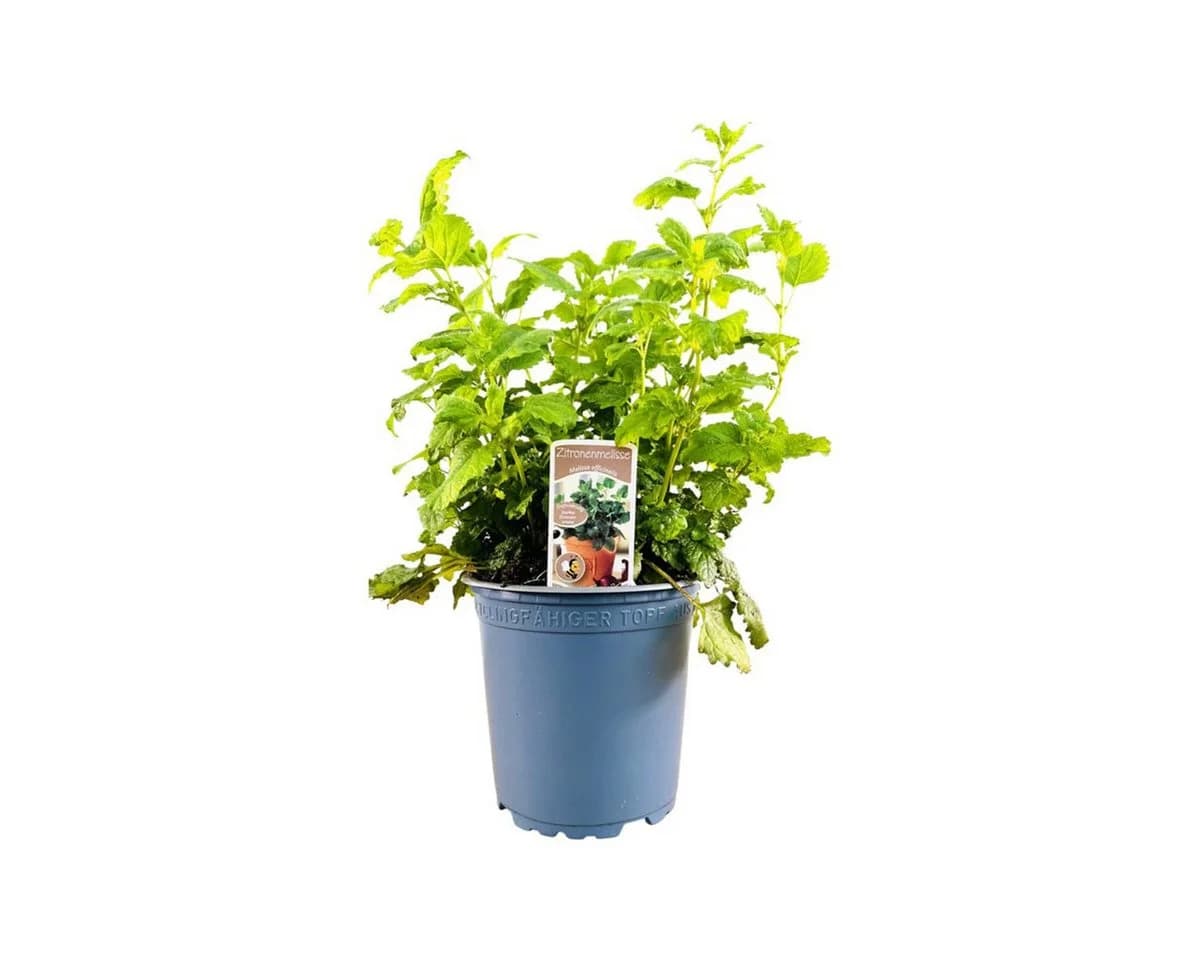 Pflanzen für Dich Zitronenmelisse Melissa officinalis 1 St. - Bild 2