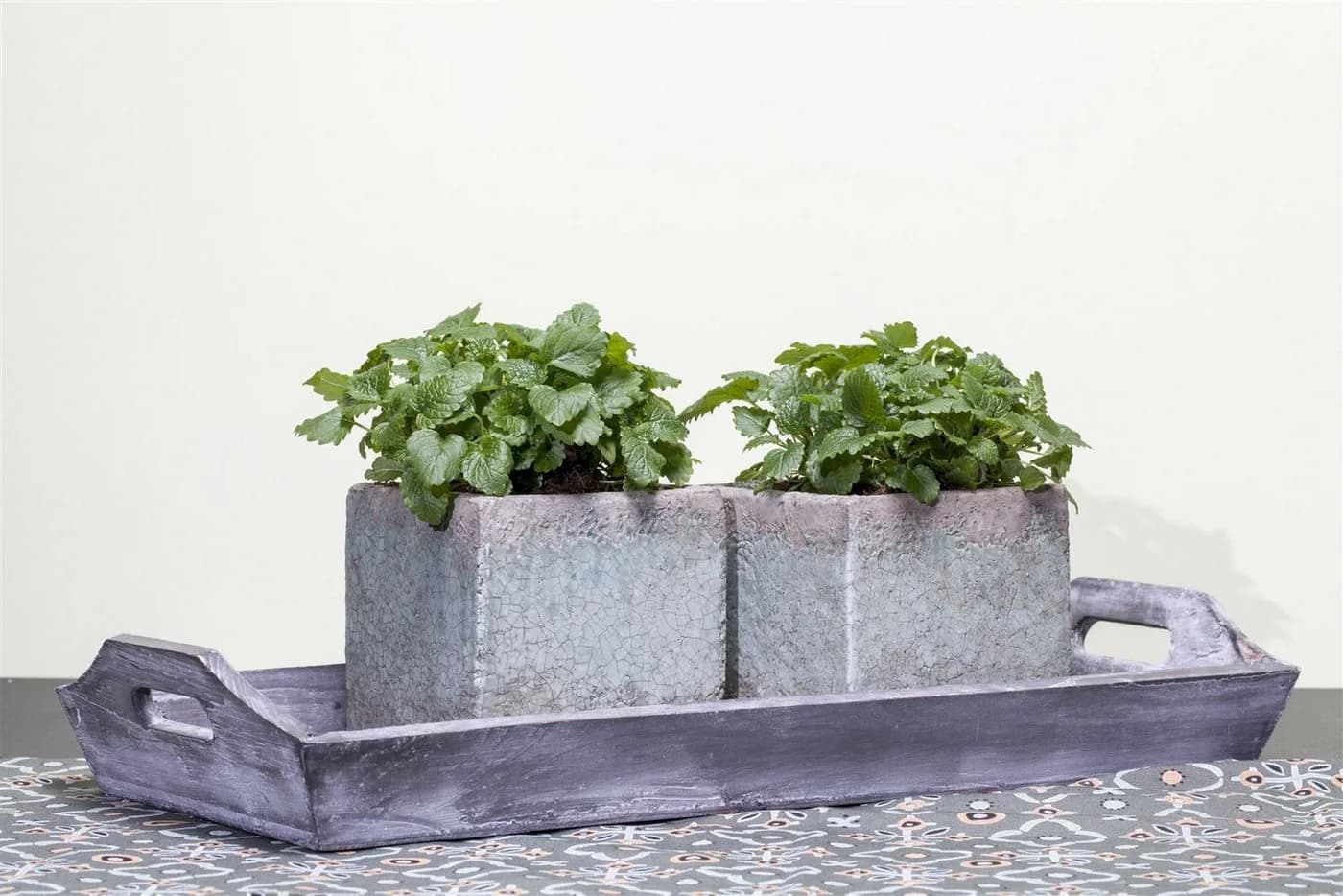 Pflanzen für Dich Zitronenmelisse Melissa officinalis 1 St. - Bild 3