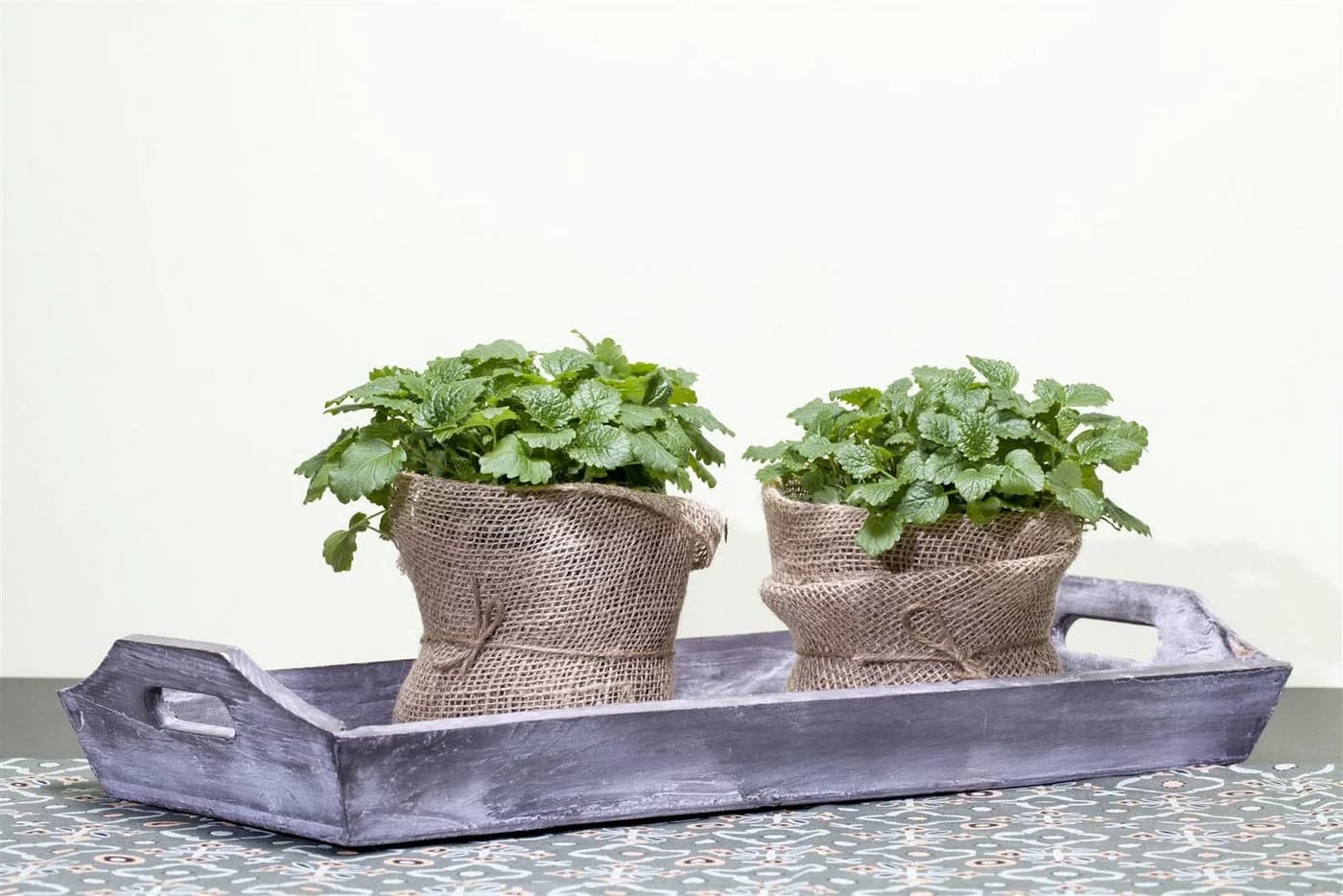 Pflanzen für Dich Zitronenmelisse Melissa officinalis 1 St. - Bild 4