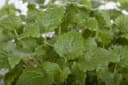 Pflanzen für Dich Zitronenmelisse Melissa officinalis 1 St. Bild 5