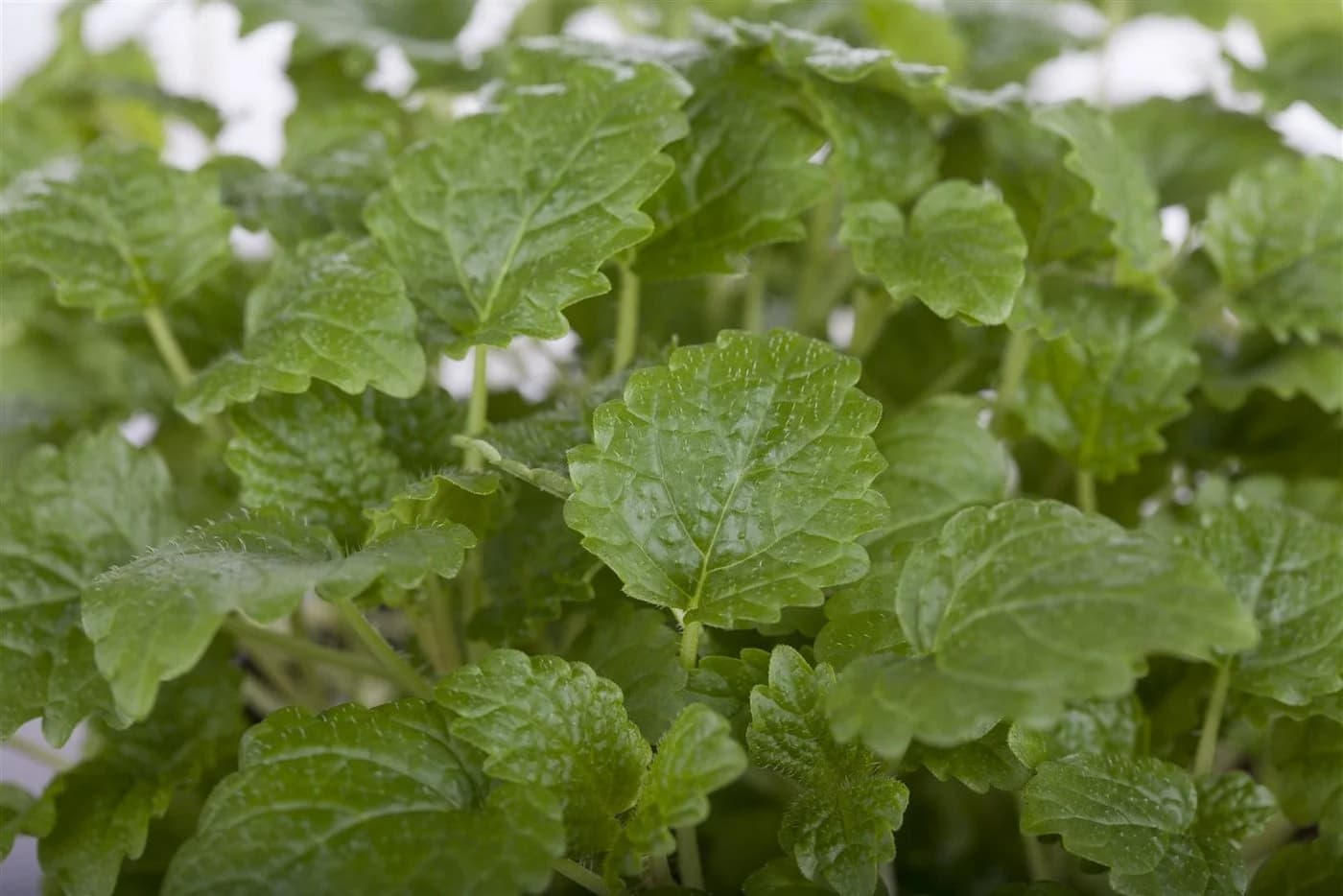 Pflanzen für Dich Zitronenmelisse Melissa officinalis 1 St. - Bild 5