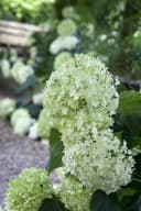 Pflanzen für Dich Hydrangea arborescens Annabelle Schneeballhortensie Weiß Bild 2
