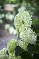 Pflanzen für Dich Hydrangea arborescens Annabelle Schneeballhortensie Weiß Bild 3