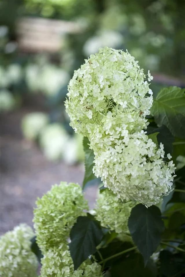 Pflanzen für Dich Hydrangea arborescens Annabelle Schneeballhortensie Weiß - Bild 3