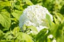 Pflanzen für Dich Hydrangea arborescens Annabelle Schneeballhortensie Weiß Bild 4