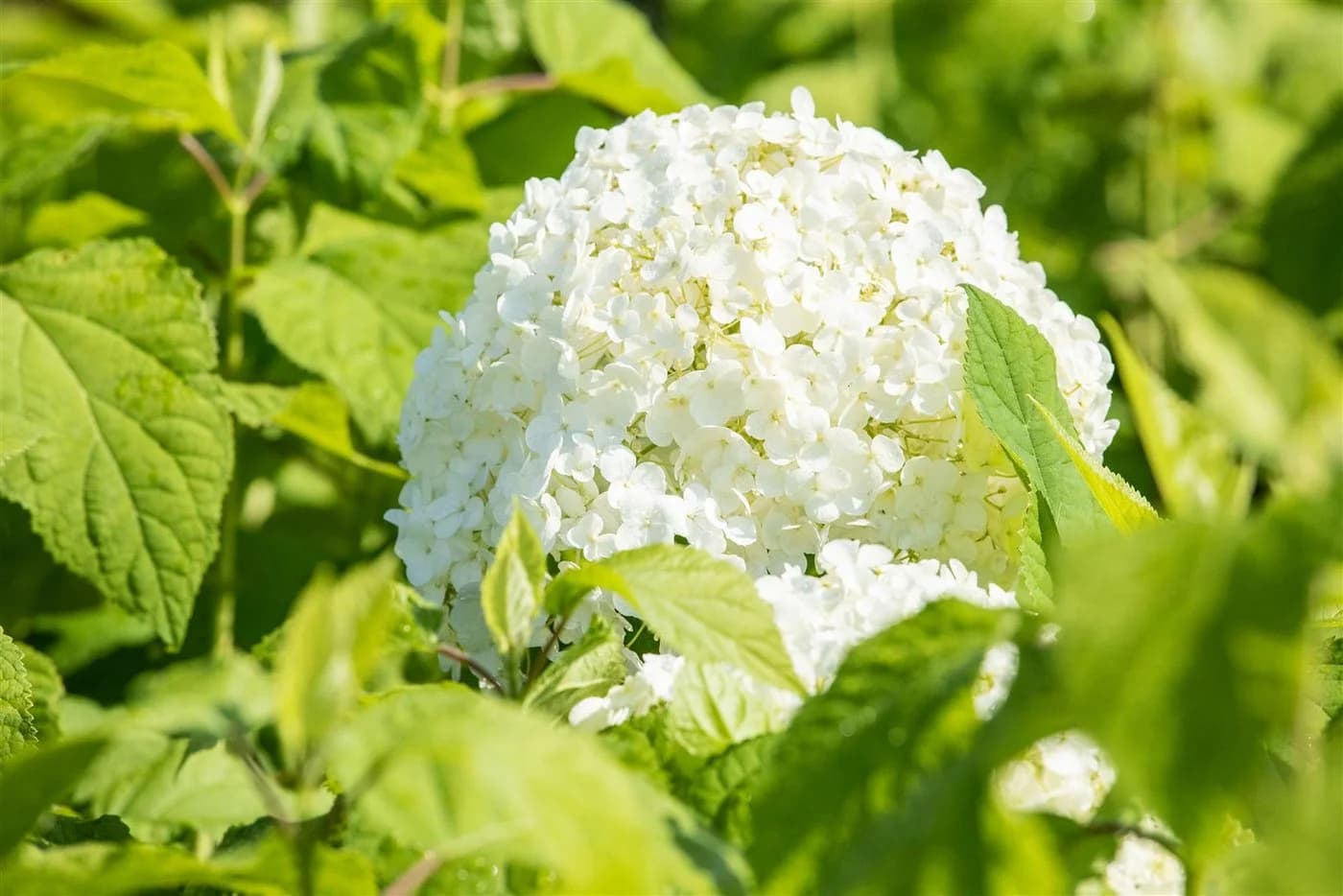 Pflanzen für Dich Hydrangea arborescens Annabelle Schneeballhortensie Weiß - Bild 4