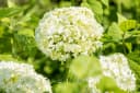 Pflanzen für Dich Hydrangea arborescens Annabelle Schneeballhortensie Weiß Bild 5
