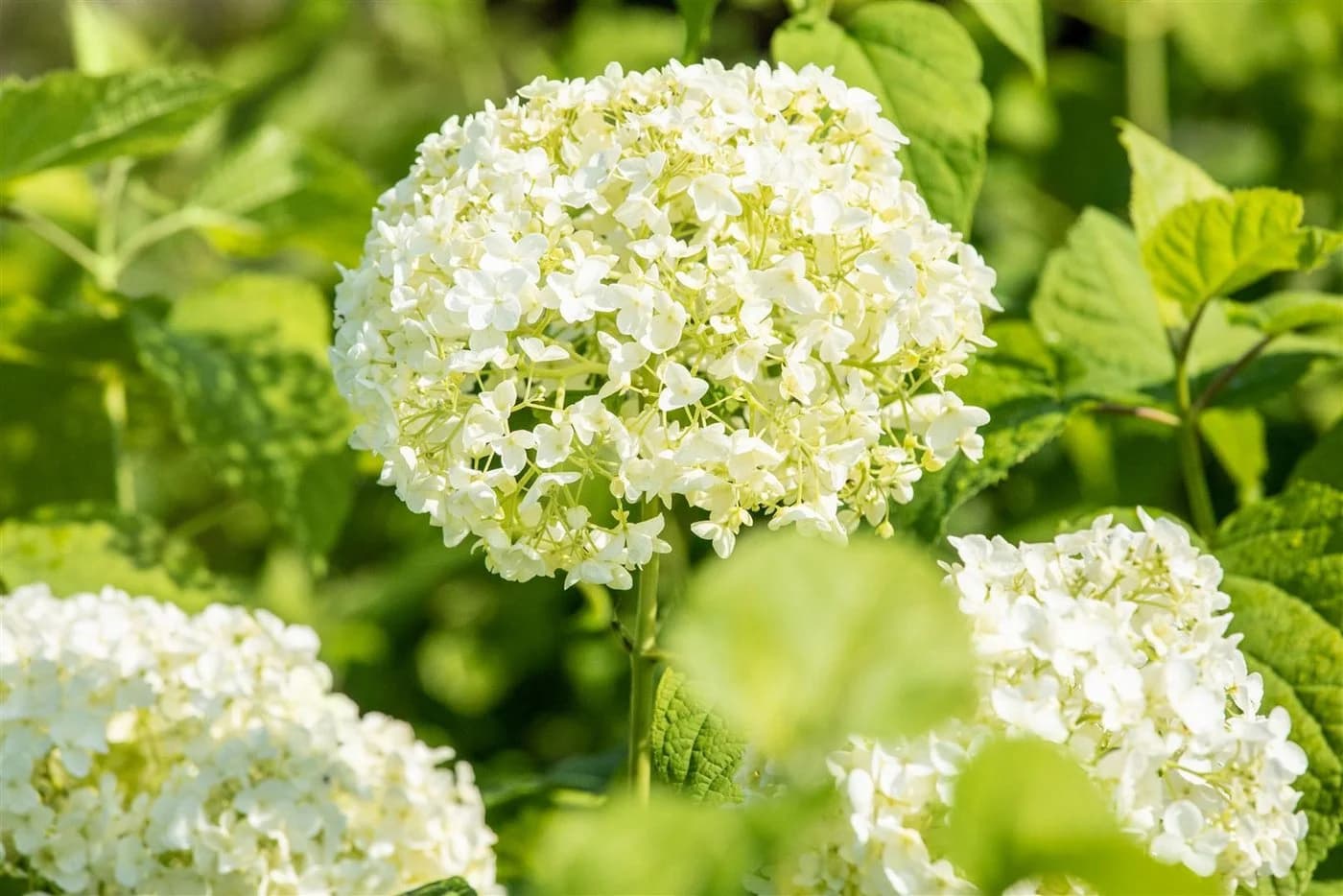 Pflanzen für Dich Hydrangea arborescens Annabelle Schneeballhortensie Weiß - Bild 5