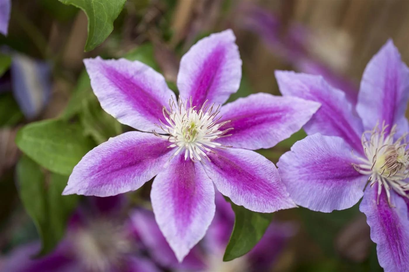 Clematis Waldrebe - Elegante Kletterpflanze in Rosa, Karminrot und Cremegelb