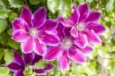 Clematis Waldrebe - Elegante Kletterpflanze in Rosa, Karminrot und Cremegelb Bild 2