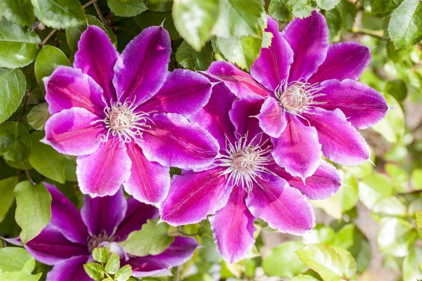 Clematis Waldrebe - Elegante Kletterpflanze in Rosa, Karminrot und Cremegelb - Bild 2