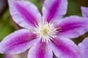 Clematis Waldrebe - Elegante Kletterpflanze in Rosa, Karminrot und Cremegelb Bild 3