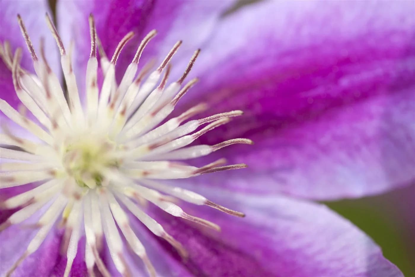 Clematis Waldrebe - Elegante Kletterpflanze in Rosa, Karminrot und Cremegelb - Bild 4