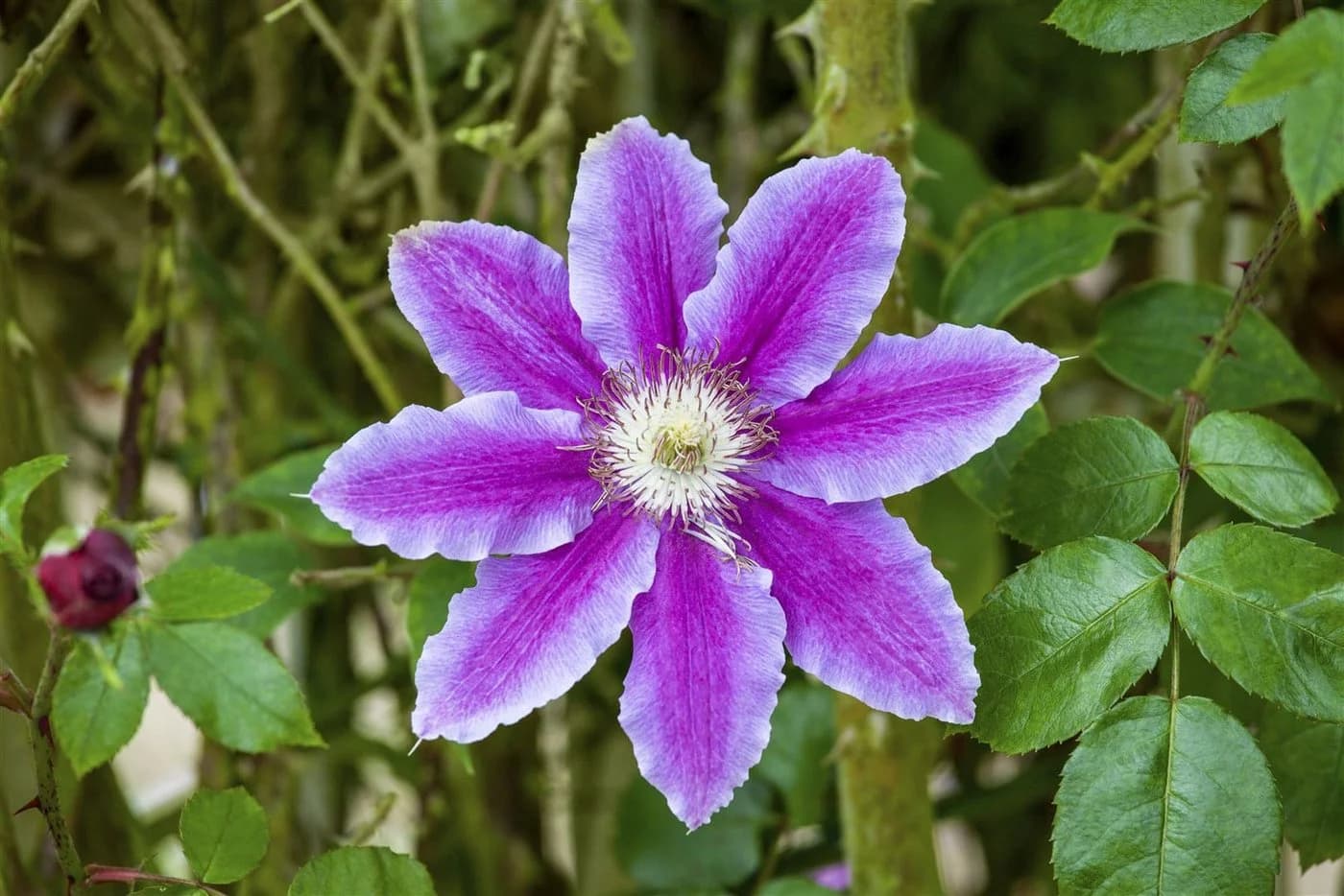 Clematis Waldrebe - Elegante Kletterpflanze in Rosa, Karminrot und Cremegelb - Bild 5