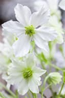 Pflanzen für Dich Clematis Hybride Early Sensation Kletterpflanze Weiß Bild 1