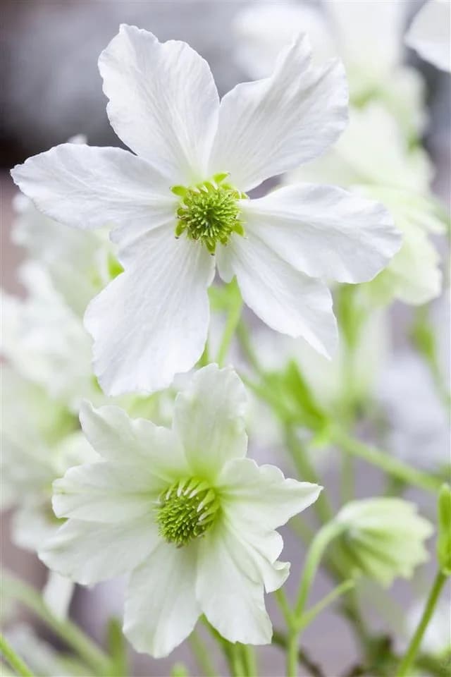 Pflanzen für Dich Clematis Hybride Early Sensation Kletterpflanze Weiß