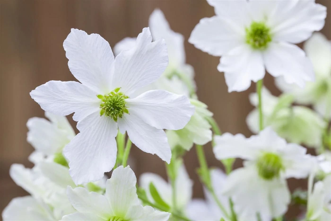 Pflanzen für Dich Clematis Hybride Early Sensation Kletterpflanze Weiß - Bild 2