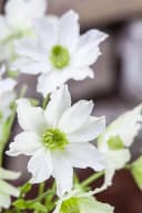Pflanzen für Dich Clematis Hybride Early Sensation Kletterpflanze Weiß Bild 3