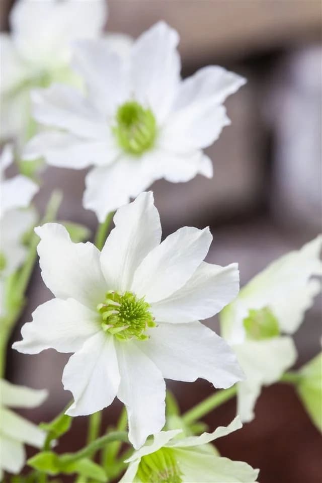 Pflanzen für Dich Clematis Hybride Early Sensation Kletterpflanze Weiß - Bild 3