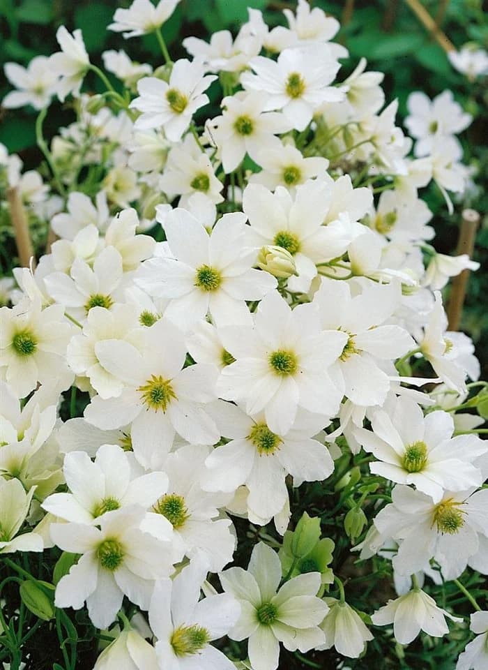 Pflanzen für Dich Clematis Hybride Early Sensation Kletterpflanze Weiß - Bild 4