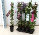 Pflanzen für Dich Clematis Hybride Early Sensation Kletterpflanze Weiß Bild 5