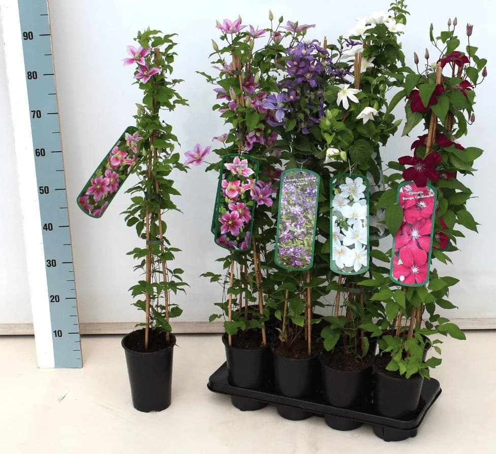 Pflanzen für Dich Clematis Hybride Early Sensation Kletterpflanze Weiß - Bild 5