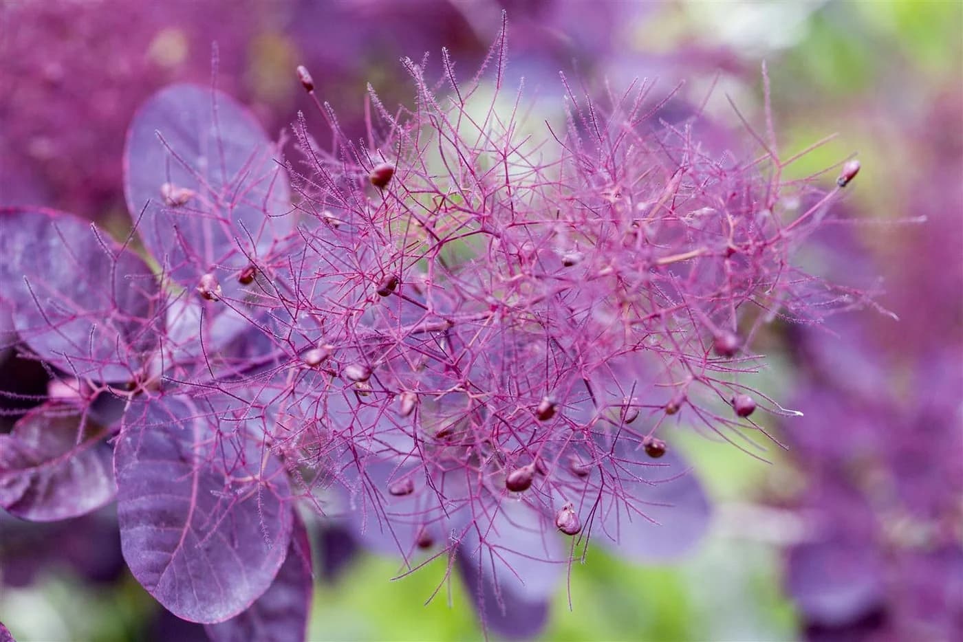 Pflanzen für Dich Cotinus coggygria Royal Purple Perückenstrauch - Bild 1