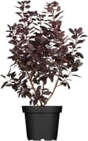 Pflanzen für Dich Cotinus coggygria Royal Purple Perückenstrauch Bild 2