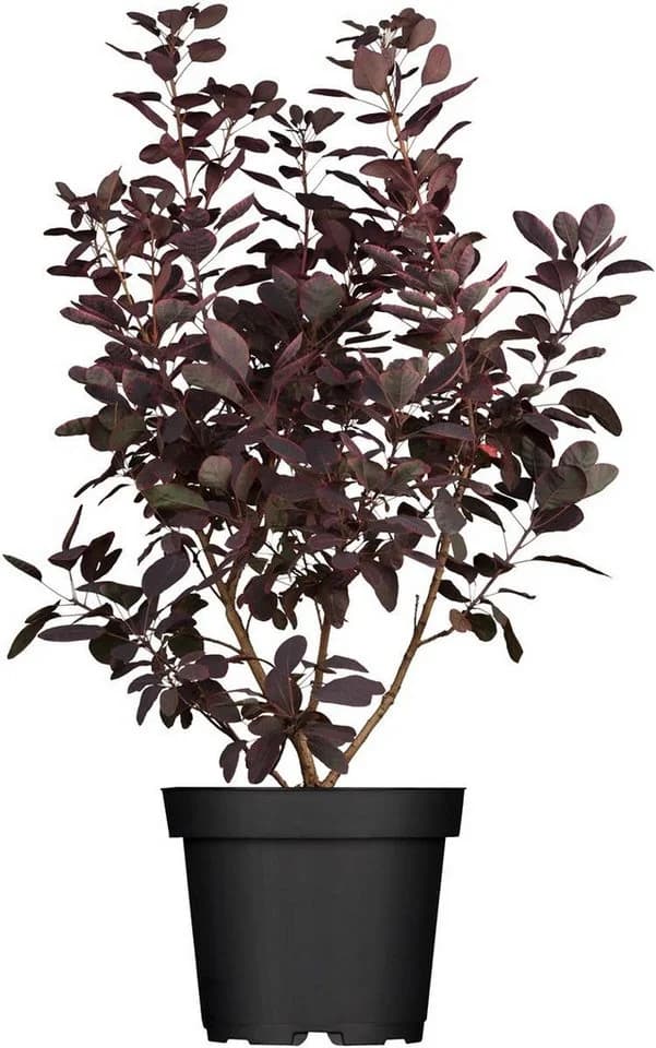 Pflanzen für Dich Cotinus coggygria Royal Purple Perückenstrauch - Bild 2