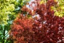 Pflanzen für Dich Cotinus coggygria Royal Purple Perückenstrauch Bild 3