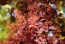 Pflanzen für Dich Cotinus coggygria Royal Purple Perückenstrauch Bild 4