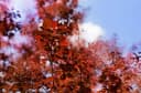 Pflanzen für Dich Cotinus coggygria Royal Purple Perückenstrauch Bild 5