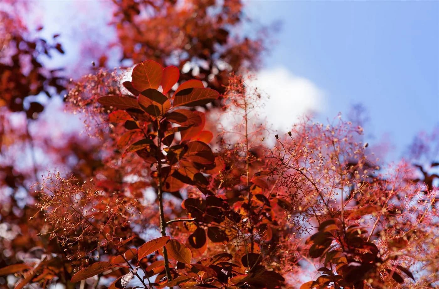 Pflanzen für Dich Cotinus coggygria Royal Purple Perückenstrauch - Bild 5