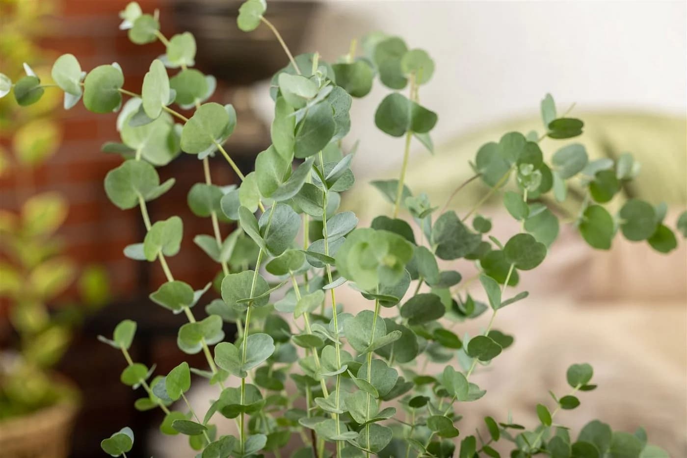 Pflanzen für Dich Eucalyptus Silver Dollar Eukalyptus Silberdollar-Eukalyptus