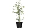 Pflanzen für Dich Eucalyptus Silver Dollar Eukalyptus Silberdollar-Eukalyptus Bild 2