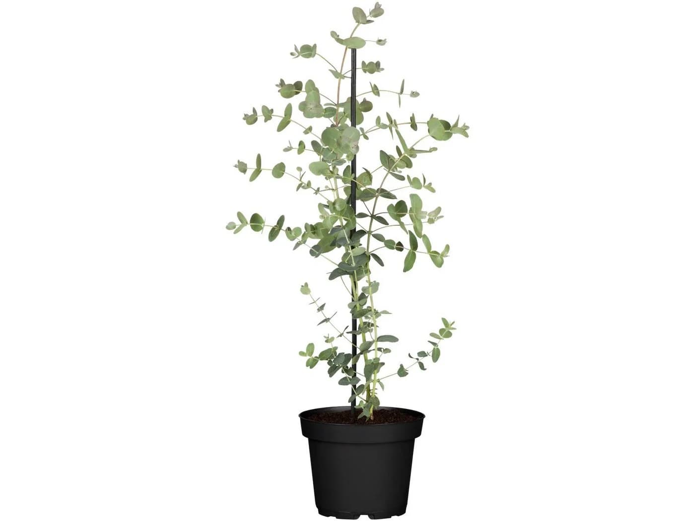 Pflanzen für Dich Eucalyptus Silver Dollar Eukalyptus Silberdollar-Eukalyptus - Bild 2