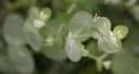 Pflanzen für Dich Eucalyptus Silver Dollar Eukalyptus Silberdollar-Eukalyptus Bild 3