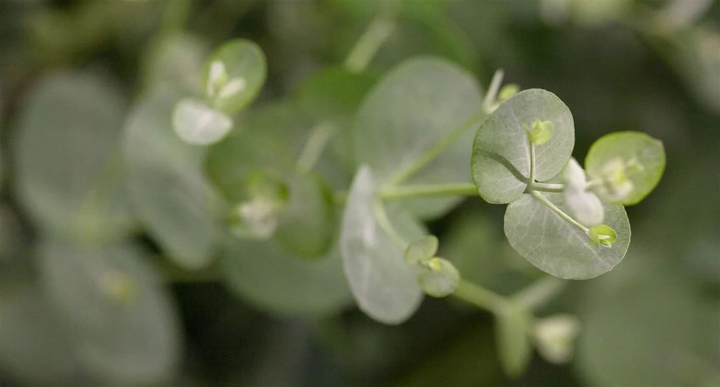 Pflanzen für Dich Eucalyptus Silver Dollar Eukalyptus Silberdollar-Eukalyptus - Bild 3