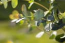 Pflanzen für Dich Eucalyptus Silver Dollar Eukalyptus Silberdollar-Eukalyptus Bild 4